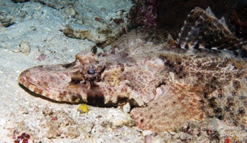 Crocodile fish
